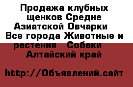 Продажа клубных щенков Средне Азиатской Овчарки - Все города Животные и растения » Собаки   . Алтайский край